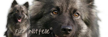 Spardose Wolfsspitz (Keeshond) #1